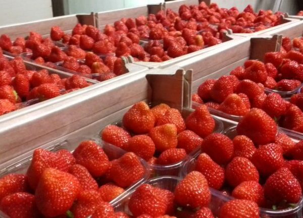 Tuinbouwbedrijf De Gier - Aardbeien (400gr)