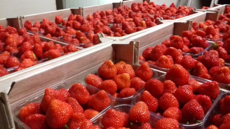 Tuinbouwbedrijf De Gier - Aardbeien (400gr)