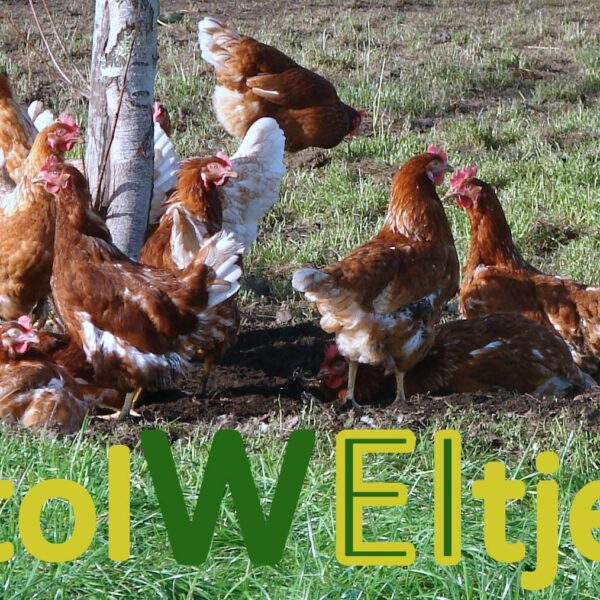 Stolweitjes