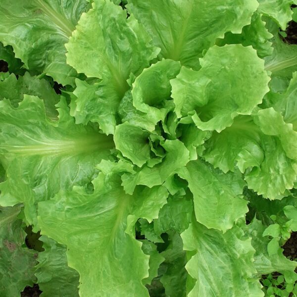 *NATUURLIJK* Gerizim - Andijvie (1 stuk)