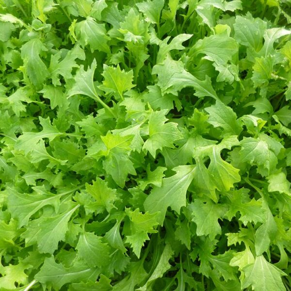 *NATUURLIJK* Gerizim - Raapsteel (150gr)