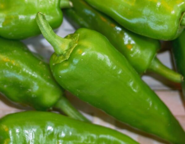 *NATUURLIJK* Gerizim - Groene punt paprika (ca. 100 gr)