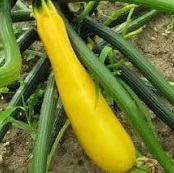 *NATUURLIJK* Gerizim - Courgette geel (1 stuk/ca. 300gr)