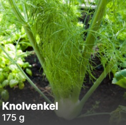 *NATUURLIJK* Gerizim - Knolvenkel (1 stuk/ca. 100 gram)