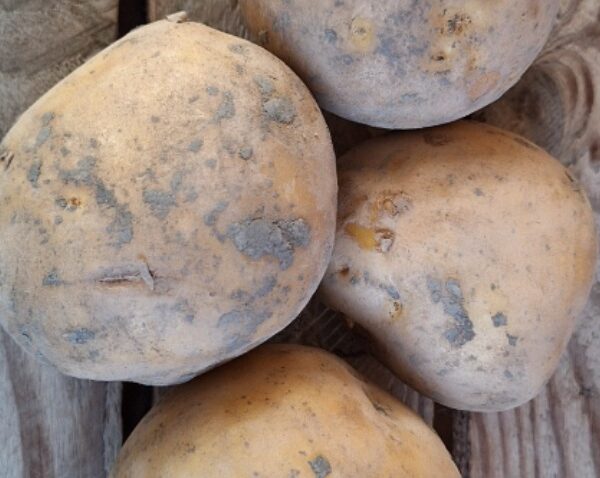 *NATUURLIJK* Gerizim - Twister aardappels (1kg)